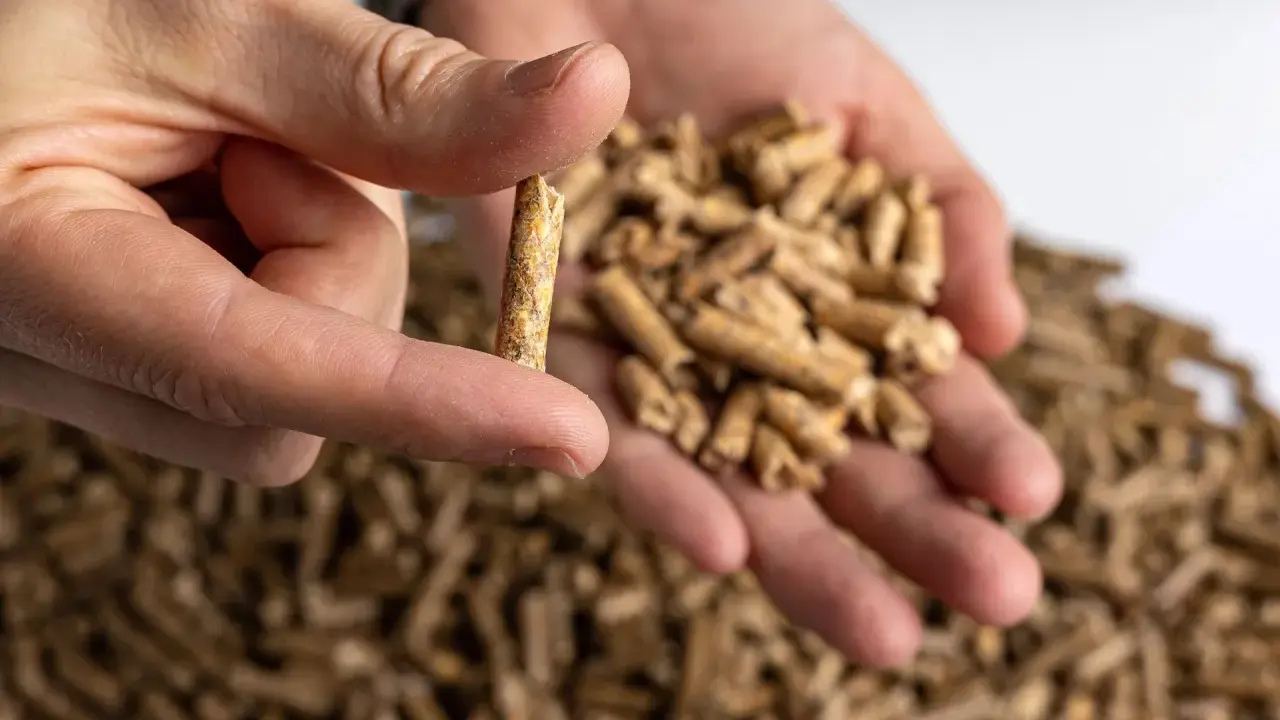 Un dedo sostiene un pellet, mostrando de qué está hecho el pellet: biomasa compactada. En la mano hay más pellets.