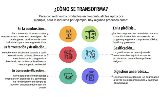 Ilustración de varios tipos de biomasa y sus procesos de transformación: combustión, fermentación, pirólisis, gasificación y digestión anaeróbica.